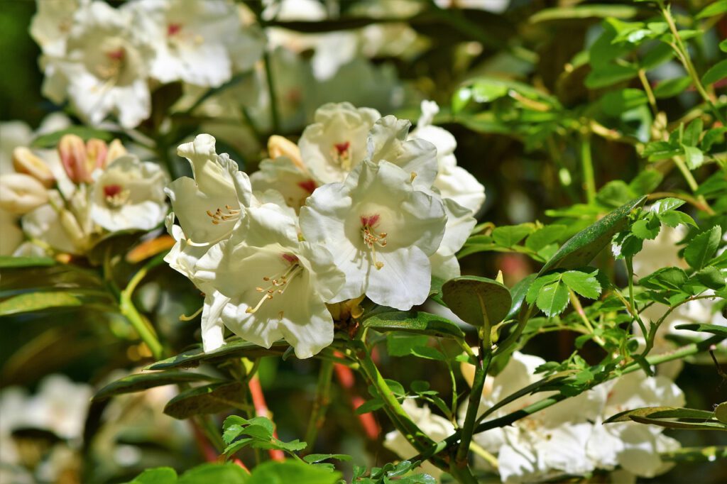 Biały rododendron z liśćmi