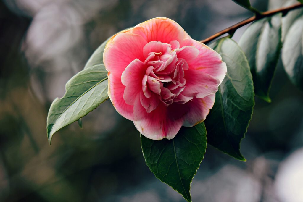 Czerwony kwiat rododendrona
