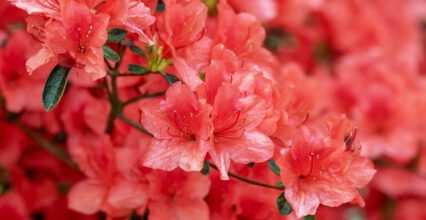 Jakie owady znajduj się na rododendronach?