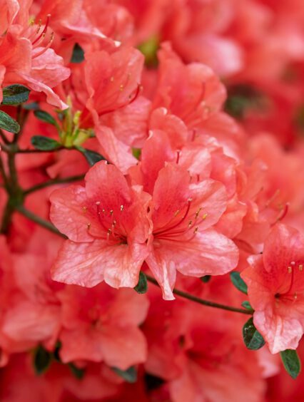 Jakie owady znajduj się na rododendronach?