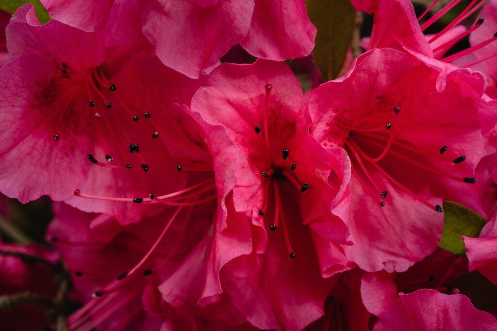 Kwiat czerwonego rododendronu w ogrodzie