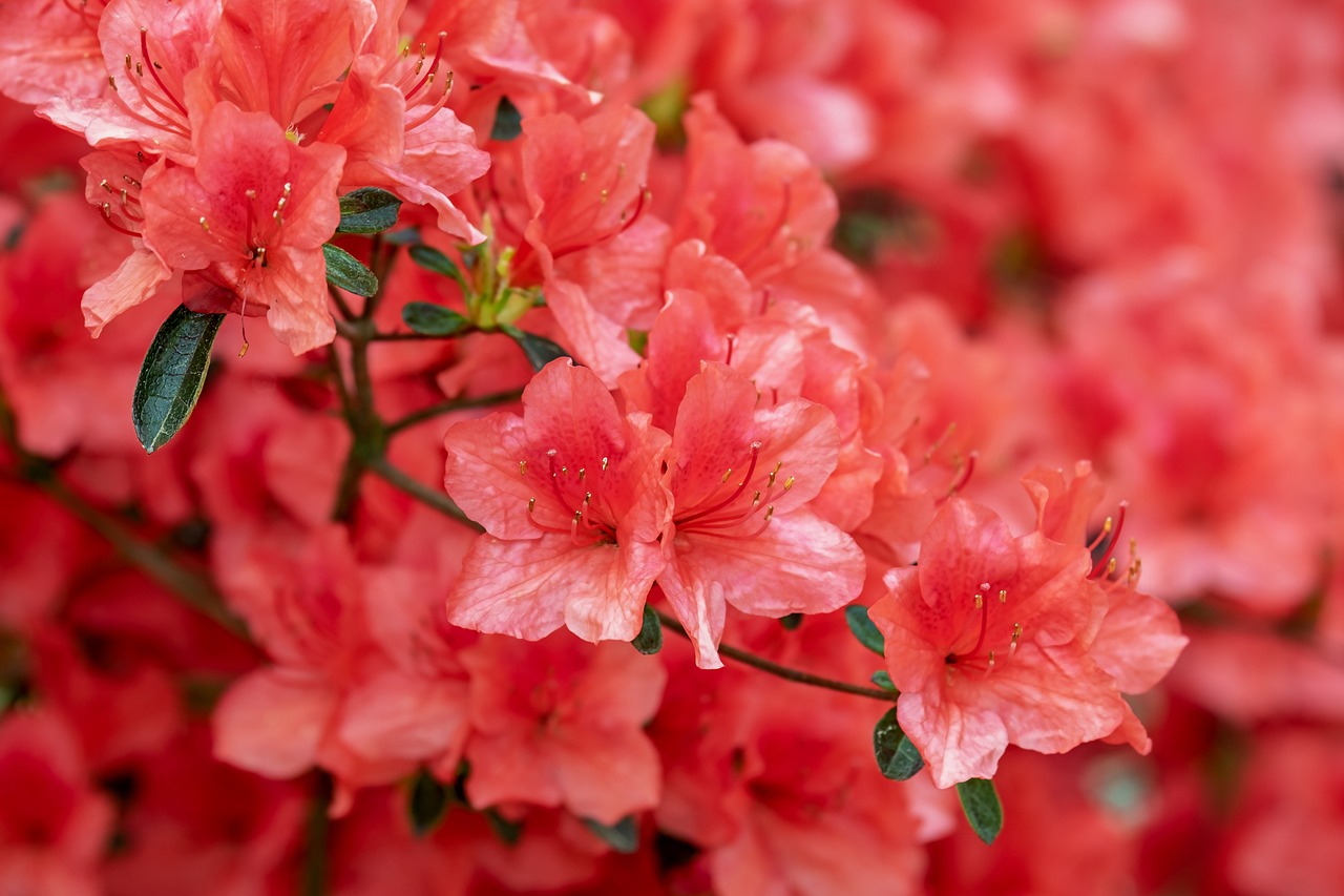 Czerwony rododendron