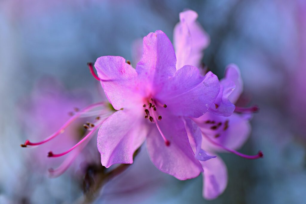Fioletowy kwiat azalii