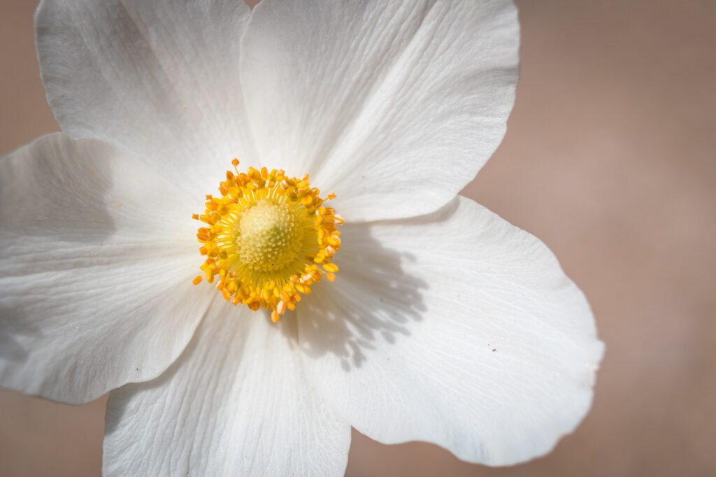 Biały kwiat zawilca, uprawianego w ogrodzie
