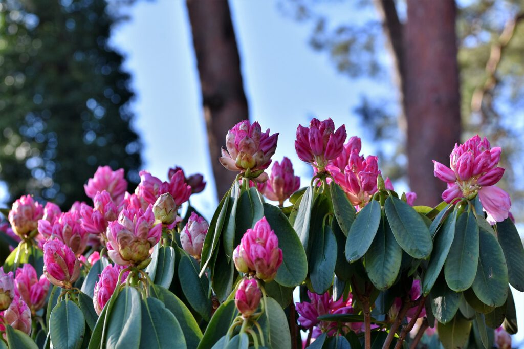 Kwitnące różowe rododendrony na niebieskim tle