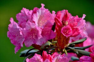 Przepięknie kwitnący rododendron w ogrodzie