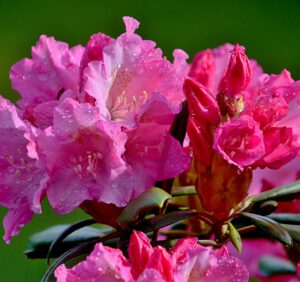 Kwitnienie rododendronów – kiedy kwitną rododendrony i jak długo to trwa?