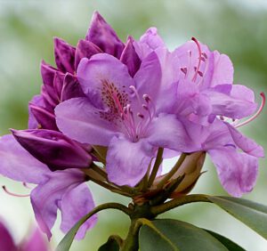 Rododendrony kolory – odkryj różnokolorowy świat rododendronów