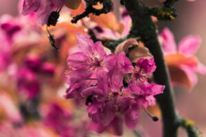 Rododendrony po przekwitnięciu – jak pielęgnować te kwiaty po przekwitnięciu 