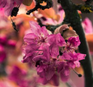 Rododendrony po przekwitnięciu – jak pielęgnować te kwiaty po przekwitnięciu 