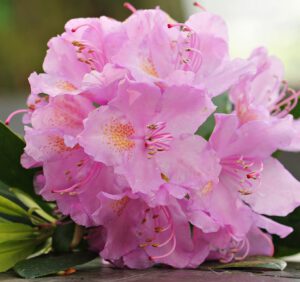 Rododendrony zimowanie – jak zabezpieczyć je przed zimnem?