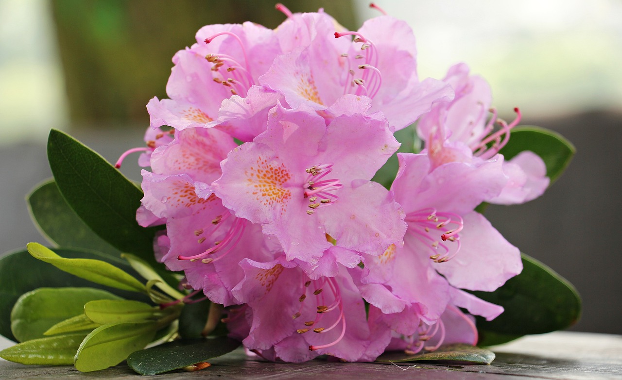 Przezimowany różowy kwiat rododendronu z zielonymi liśćmi