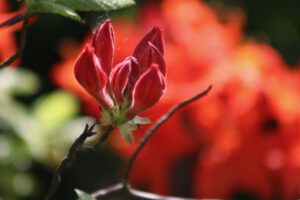 Nierozkwitnięty w pełni rododendron czerwony