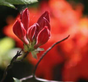 Rododendrony czerwone – czyli o krwistych kolorach różaneczników