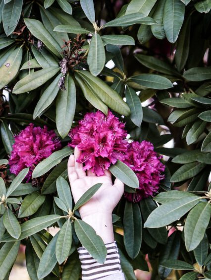 Sadzenie i przesadzanie rododendronów – kiedy przesadzać rododendrony?