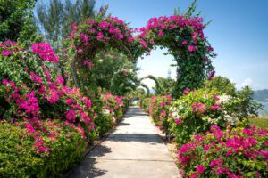 Rododendrony królewskie – dowiedź się więcej na temat tych pięknych odmian 