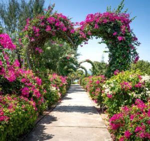 Rododendrony królewskie – dowiedź się więcej na temat tych pięknych odmian 