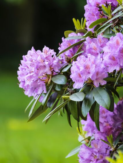 Rododendron — jak rozmnażać rododendrony?