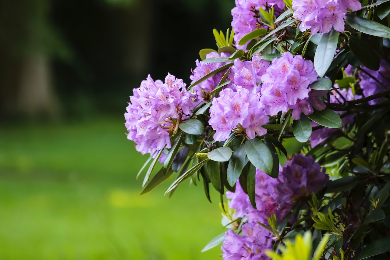 Krzew jakim jest rododendron z jasno fioletowymi kwiatami