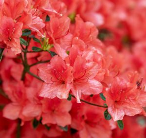 Rhododendron red jack – jak się nim opiekować?