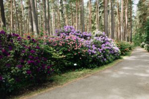 Rododendrony w ogrodzie – dowiedź się co nieco o ich uprawie