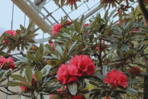Rhododendron Rasputin: odkryj piękno i tajemnice tej odmiany rośliny