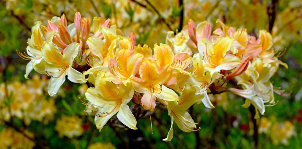Żółte kwiaty rododendronu