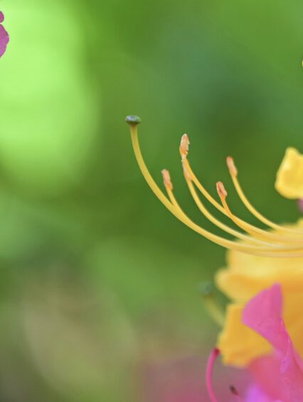 Rododendrony brązowe liście – skąd się biorą i jak je leczyć