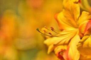 Żółty rododendron na żółtym tle