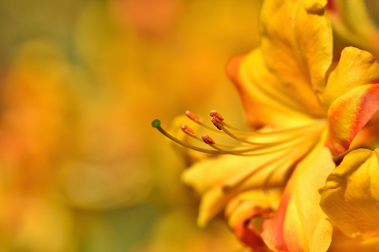 Żółty rododendron na żółtym tle