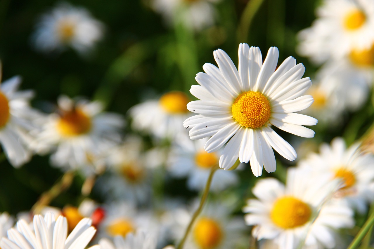 Białe kwiatki w ogrodzie