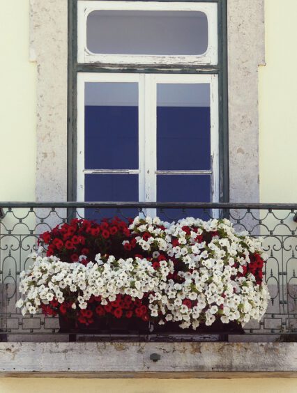 Ładny dom – białe kwiaty na balkon i taras