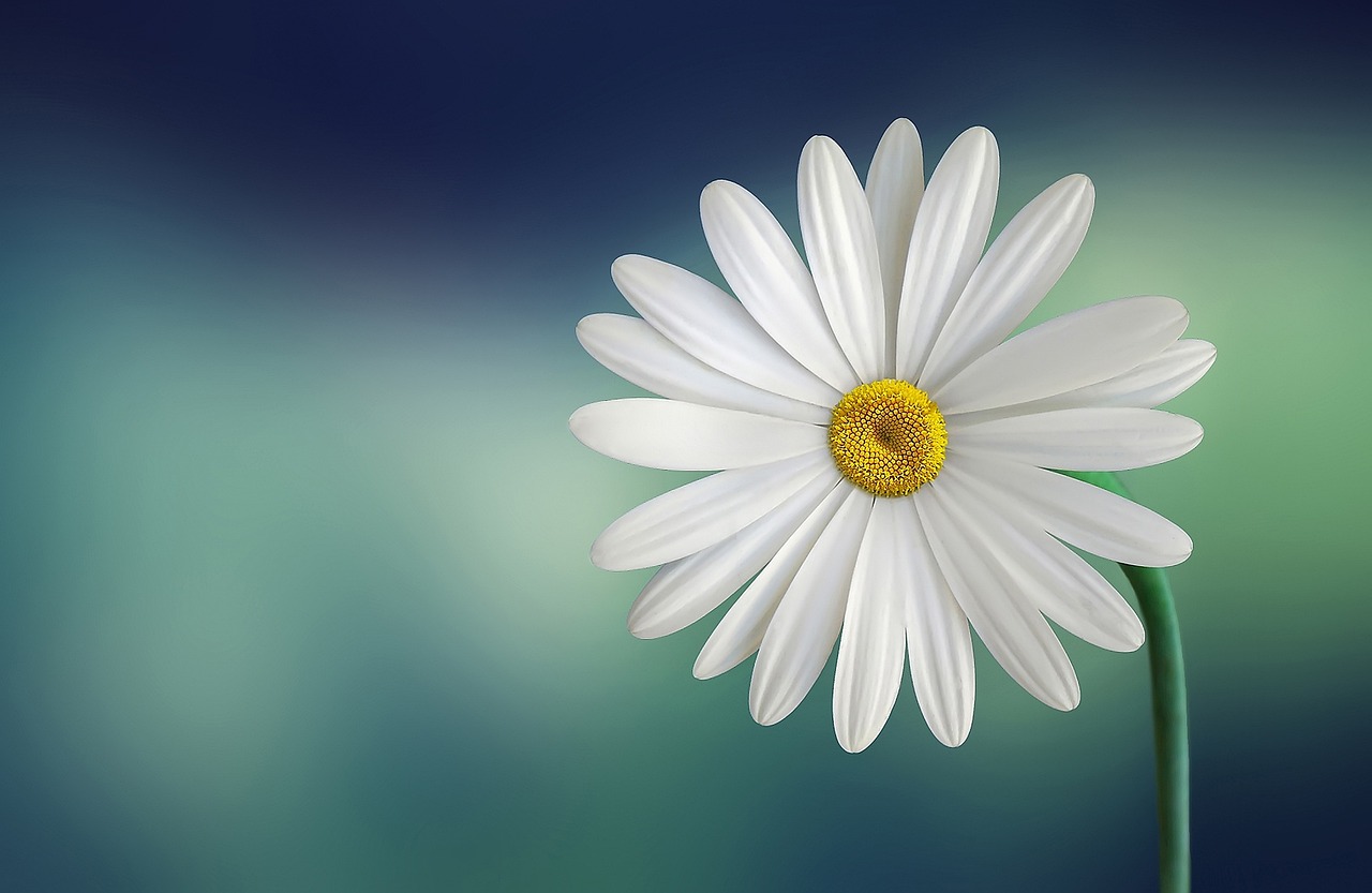 Biały kwiat z żółtym środkiem na zielonym tle