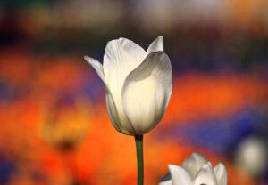 Biały tulipan na kolorowym tle