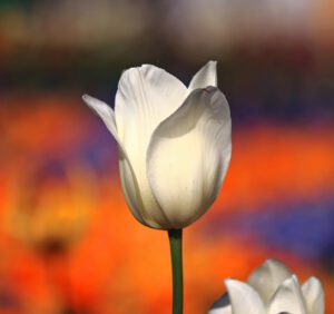 Białe tulipany w wazonie – jak przedłużyć im życie?