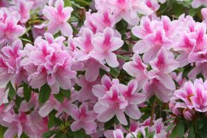 Rhododendron haaga – informacje ogrodnicze