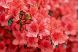 Chora roślina - rododendron brązowe liście po zimie