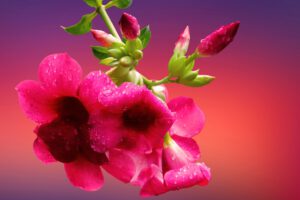 Różowy kwiat dipladenia sundaville
