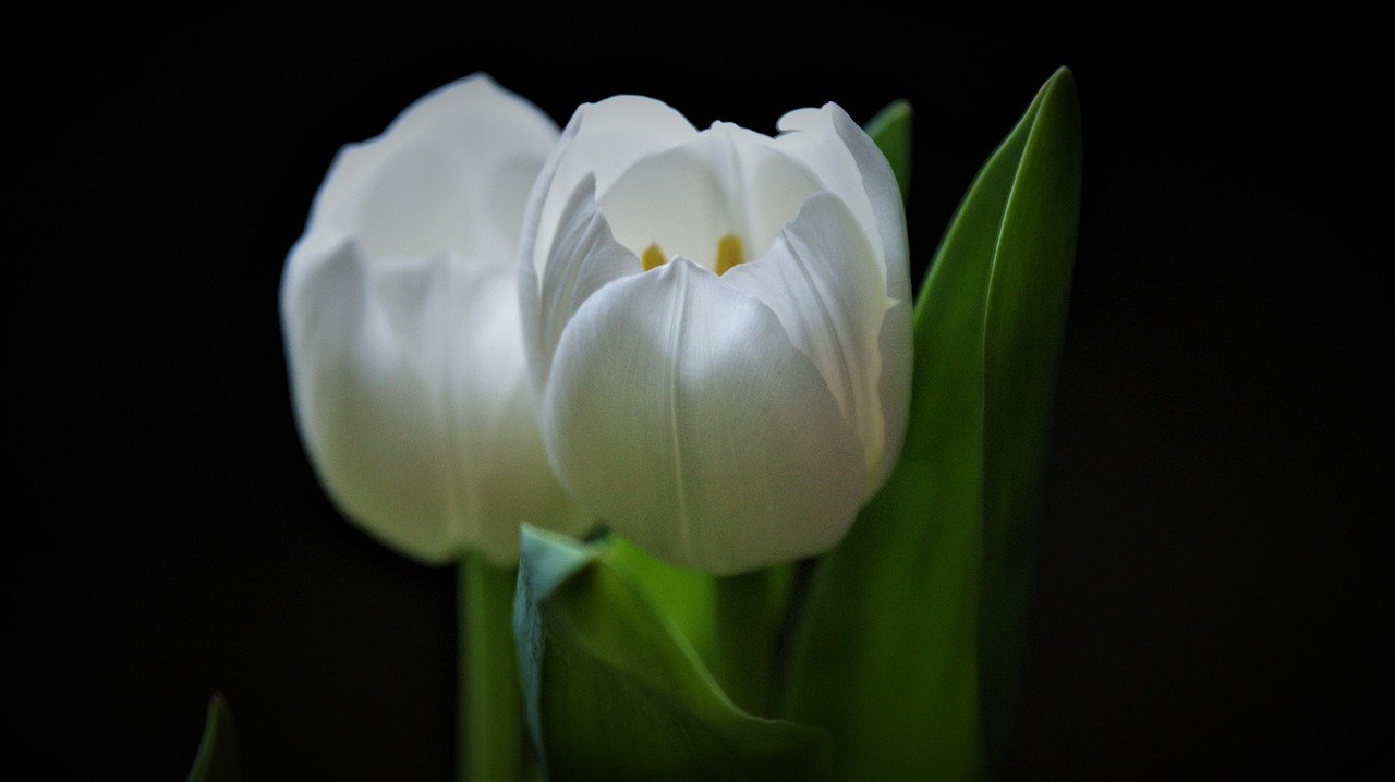 Dwa białe tulipany w wazonie na czarnym tle