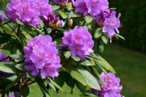 Rododendron fytoftoroza – występowanie, objawy i zwalczanie
