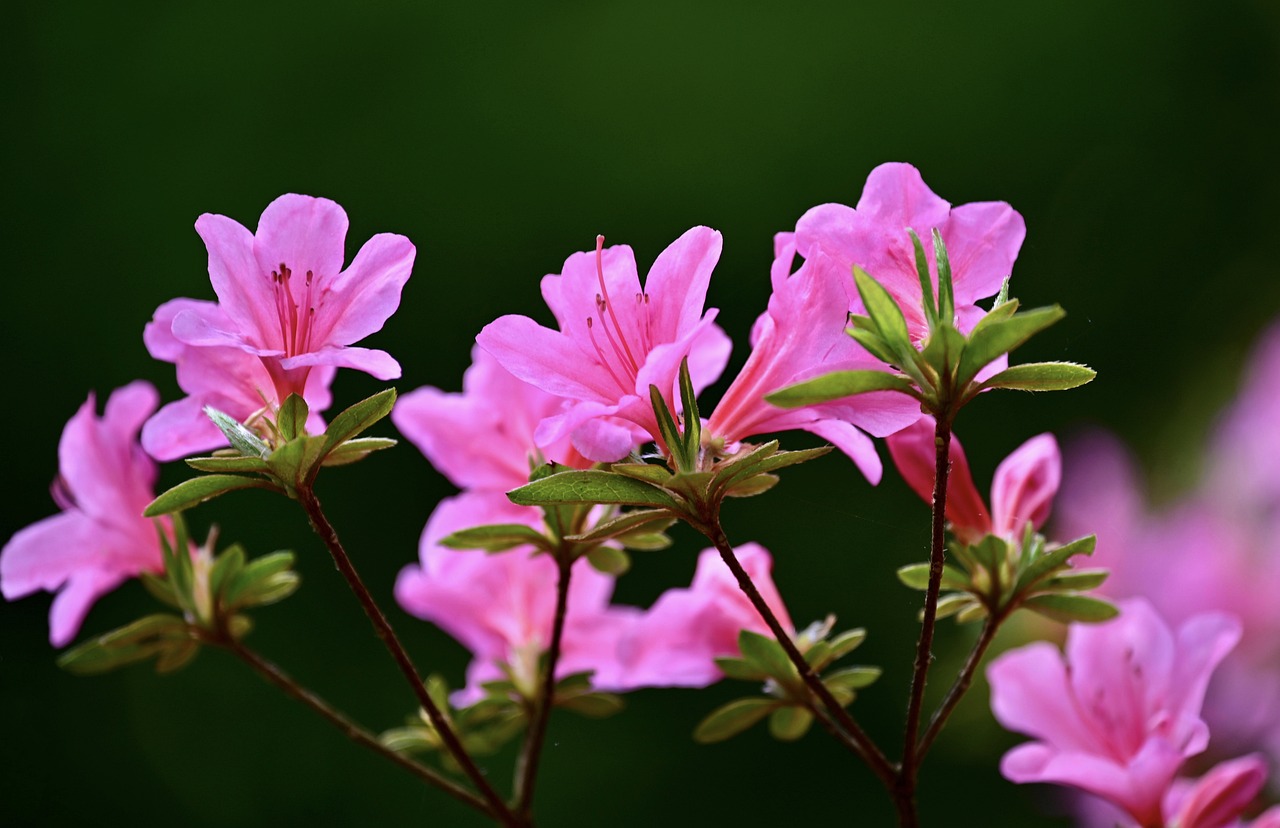 Jasno fioletowy kwiat rododendronu