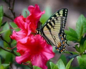 Motyl na rododendronie