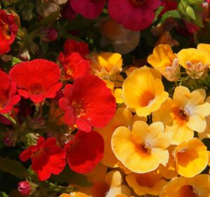 Nemezja sadzonki – uprawa tych kwiatów w domu