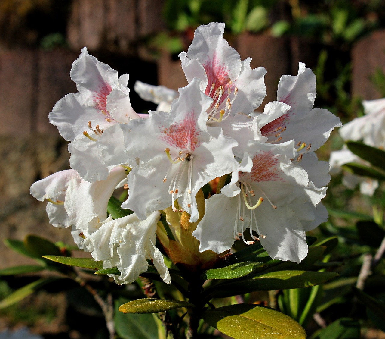Rhododendron Alfred na tle zielonych liści