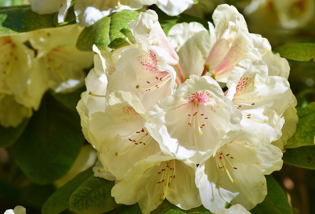 Kremowy rhododendron impeditum: