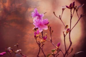 Różowy rododendron haaga