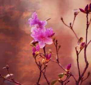 Różaneczniki – rhododendron fantastica