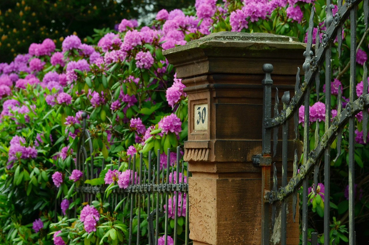 Fioletowy rododendron okalający ogrodzenie