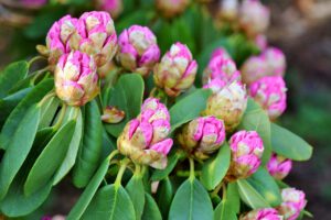 Rhododendron tarragona (odmiana różanecznika)