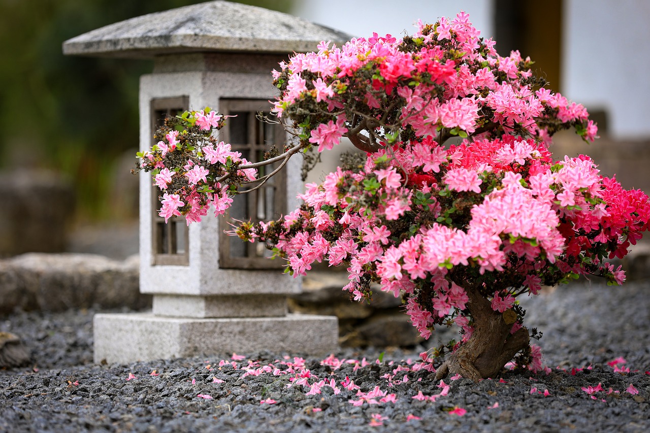 Rododendron drzewiasty w kolorze różowym
